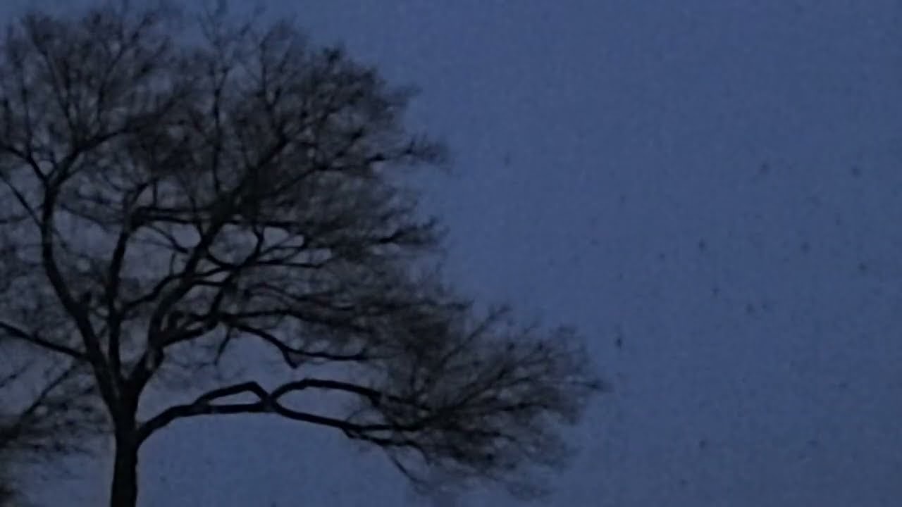Jim's Camera at dawn is live! 