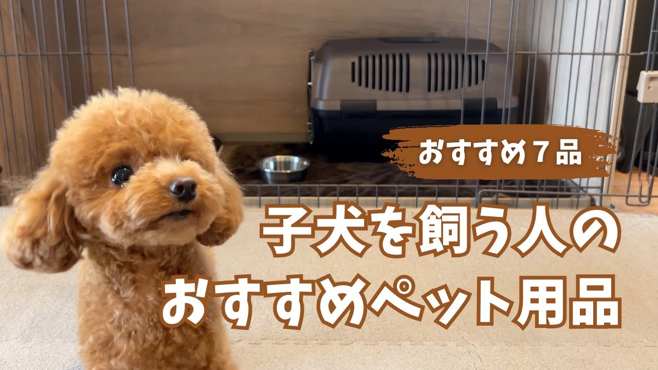【子犬のお迎え準備】育ててわかった本当に必要なものオススメ７品【凸凹トイプードル】