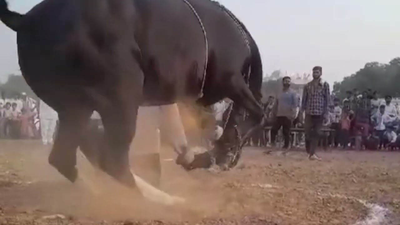 New horse dance tournament