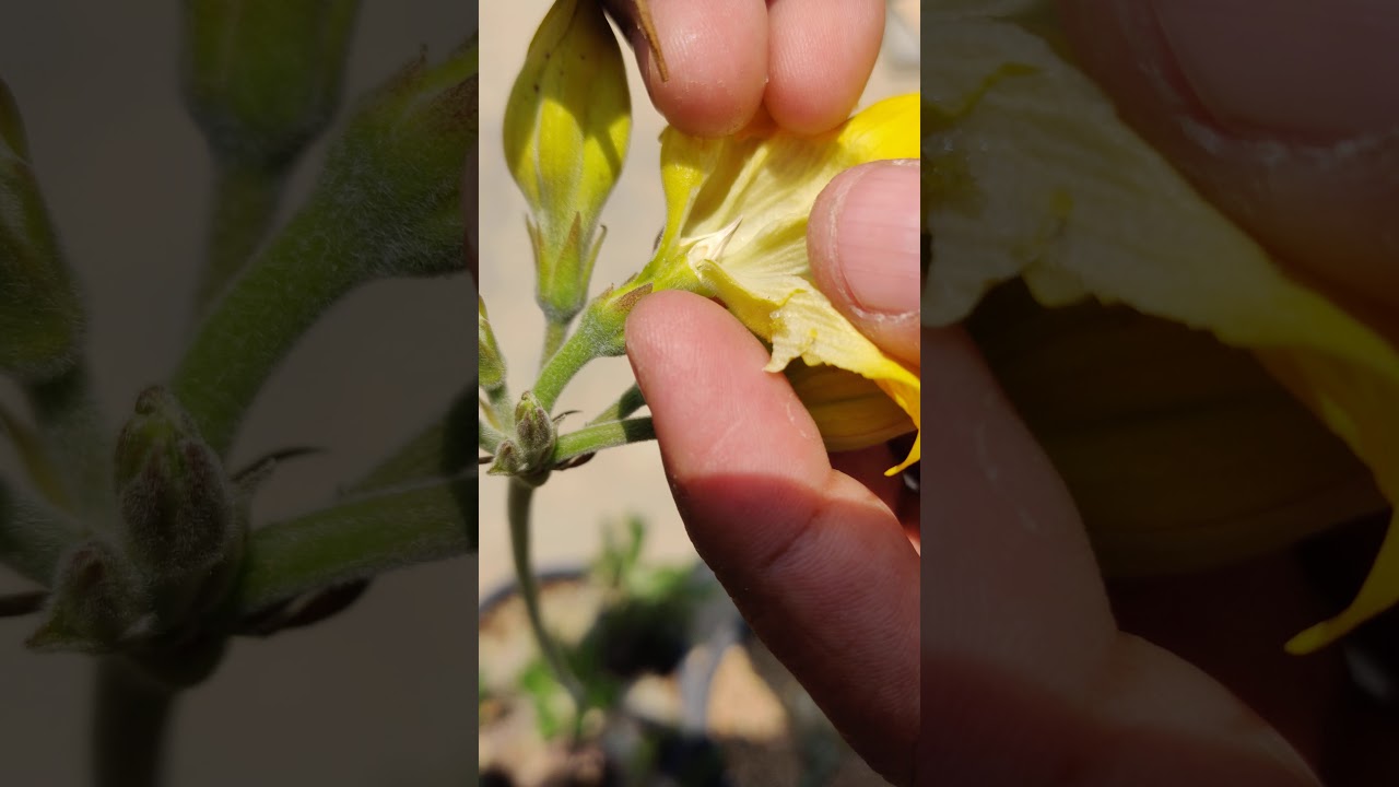 Pachypodium Hand Pollination