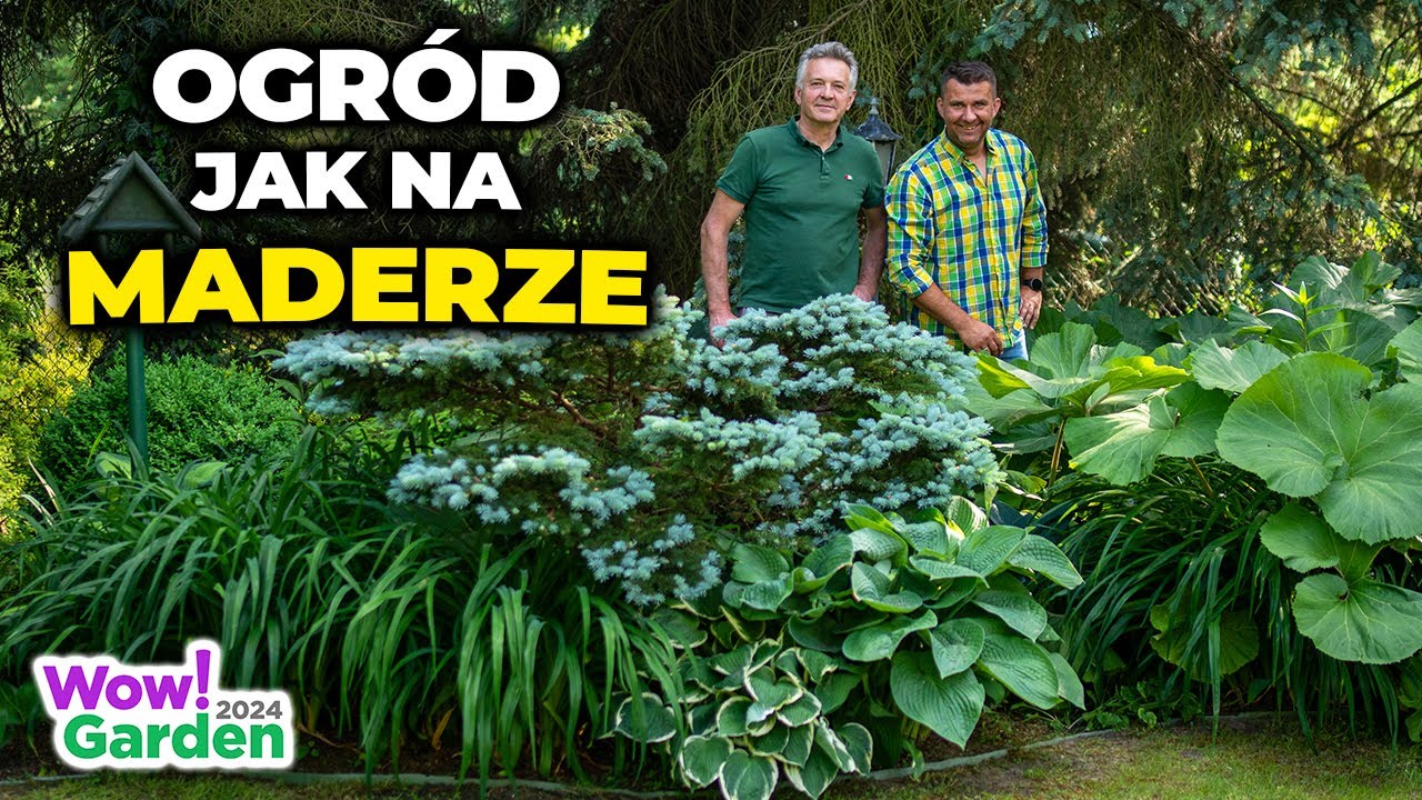 Rośliny do cienia. Jak dbać o bukszpany. Ogród jak na Maderze