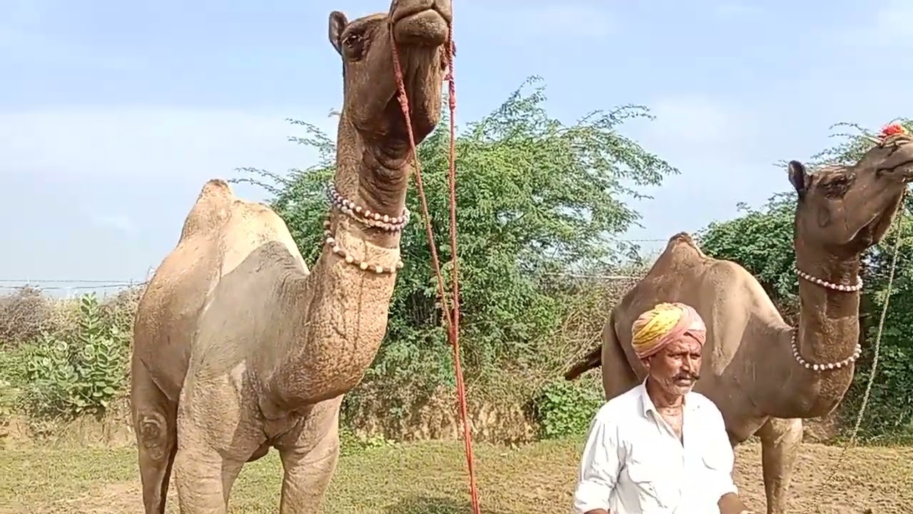 राजस्थानी बाबा जी आए सांडवा पशु मेला 2024