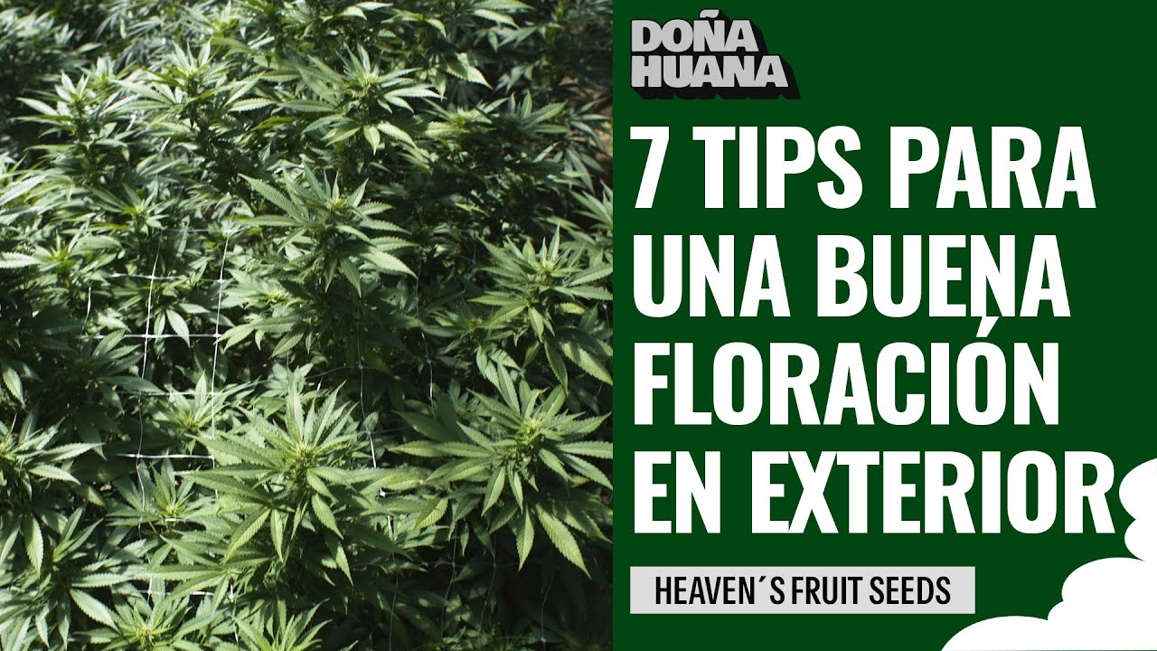 7 TIPS PARA UNA BUENA FLORACION EN EXTERIOR - CON MAURI DE HEAVEN&acute;S FRUIT