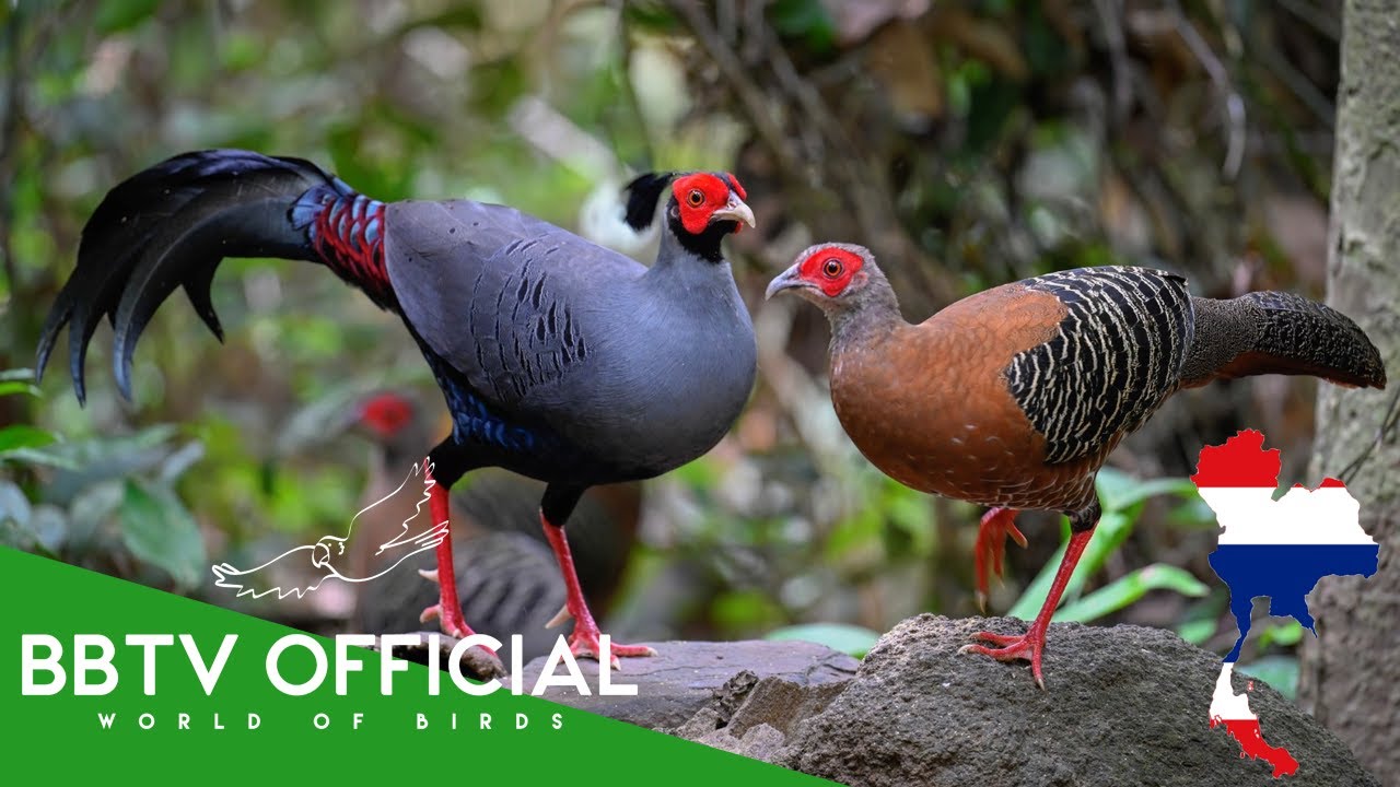 Birds Of Thailand | Most Beautiful Birds Found in Thailand You've Never Seen | BBTV Official