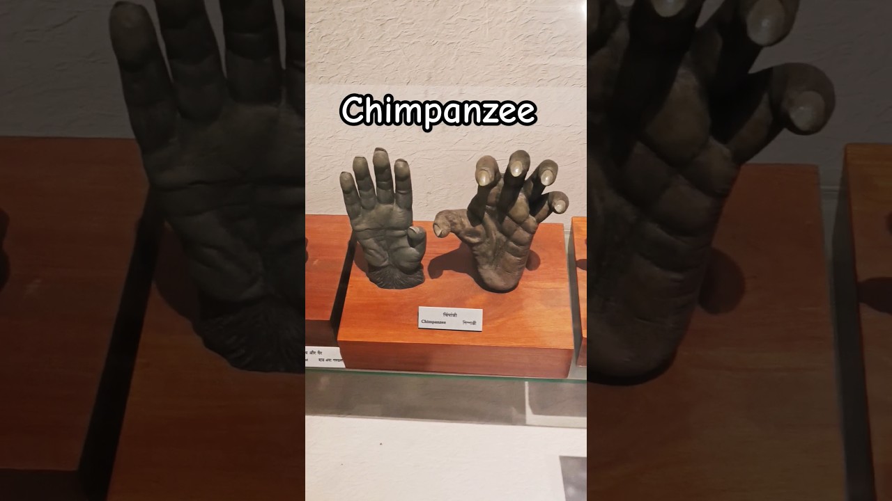 Amazing Evolution of Hand and Feet in Great Apes and Humans