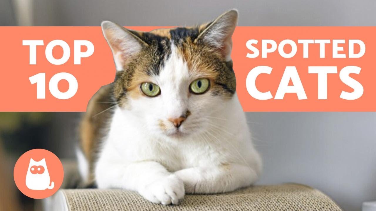 10 SPOTTED CAT BREEDS 🐱🐾 Cats With Spots