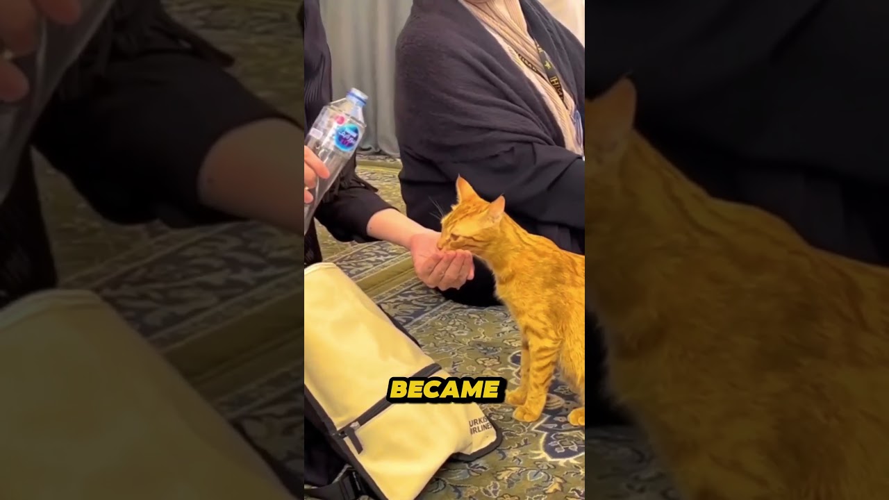 Why Turkey Has So Many Cats #catshorts #magic #cats