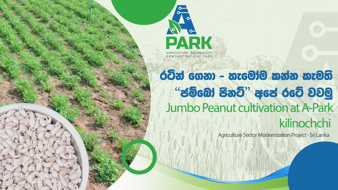රටින් ගෙනා හැමෝම කන්න කැමති ජම්බෝ පීනට් දැන් අපේ රටේ වවමු