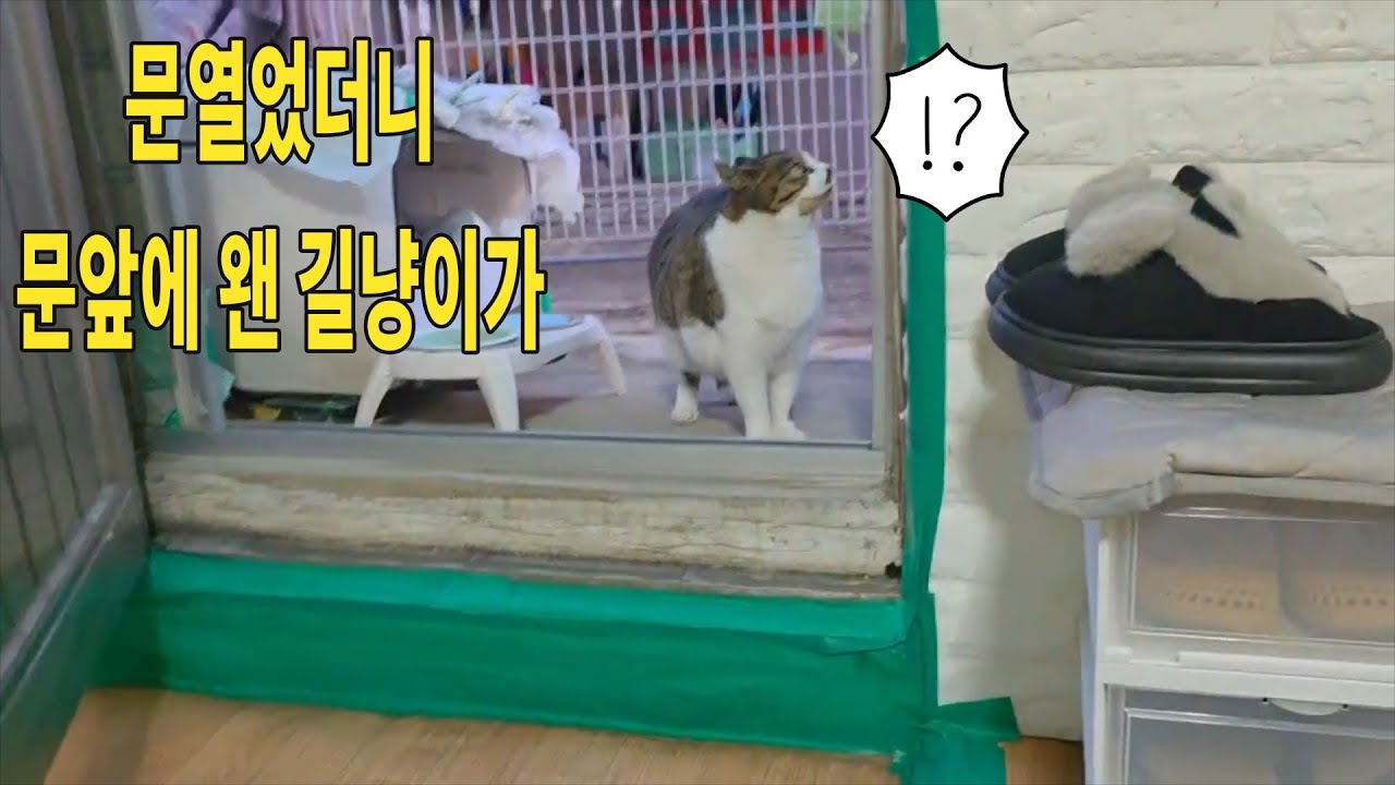 6살 길냥이 라떼의 겨울보내기 모음