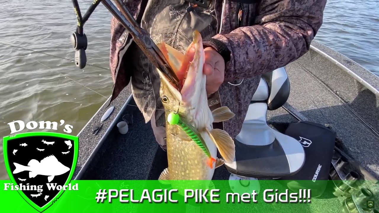 Pelagic Snoekvissen met een visgids #Pelagic Pike