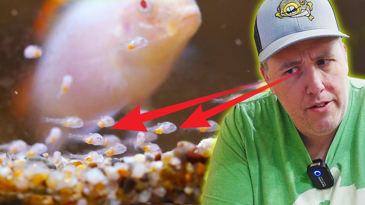 How I Select and Condition Fish for Breeding