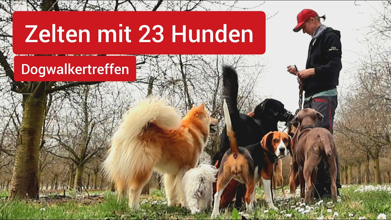 6 Dogwalker 23 Hunde 3 Nächte im Zelt | AbenteuerHunde | Outdoor