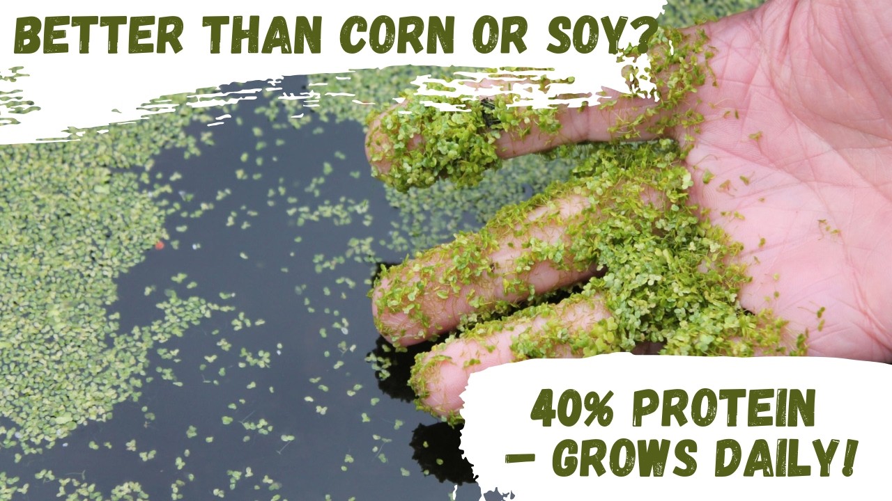 Duckweed: The High-Protein Feed That Grows Without Soil