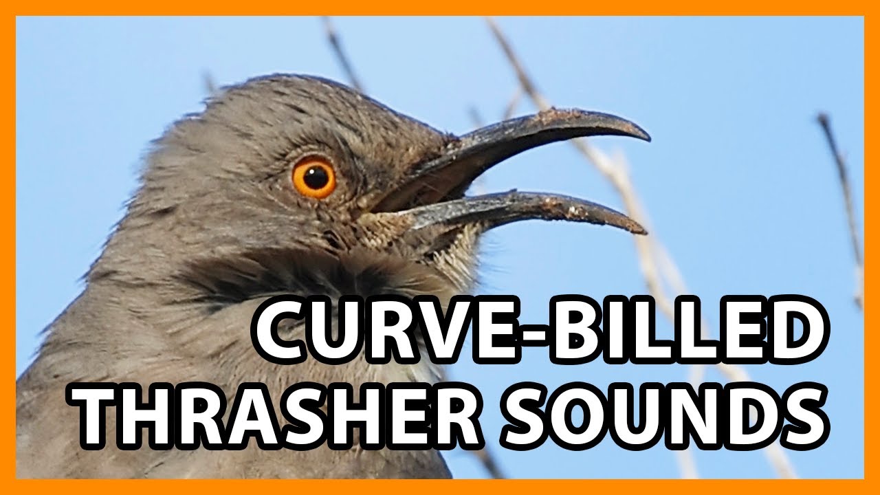 Curve-billed Thrasher Songs and Calls