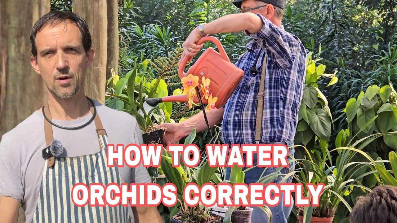 Советы опытного производителя Highway Orchid Society по поливу.