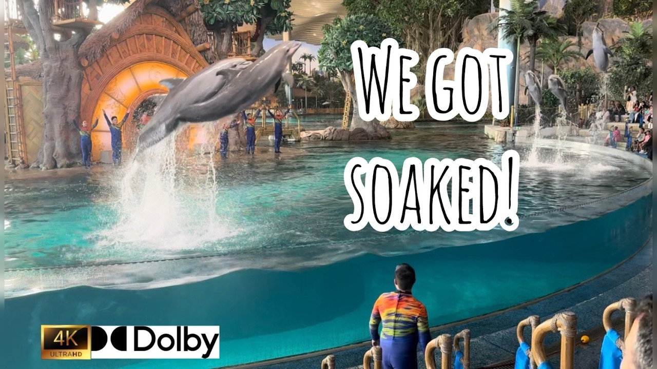 You Won’t Believe This Dolphin Show! 🐬 | SeaWorld Yas Island, Abu Dhabi