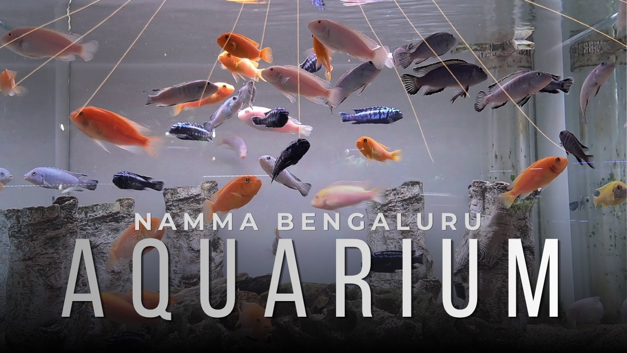 Namma Bengaluru Aquarium 🦈🌊 | Cubbon Park | Cinematic Tour | Bengaluru | 2026