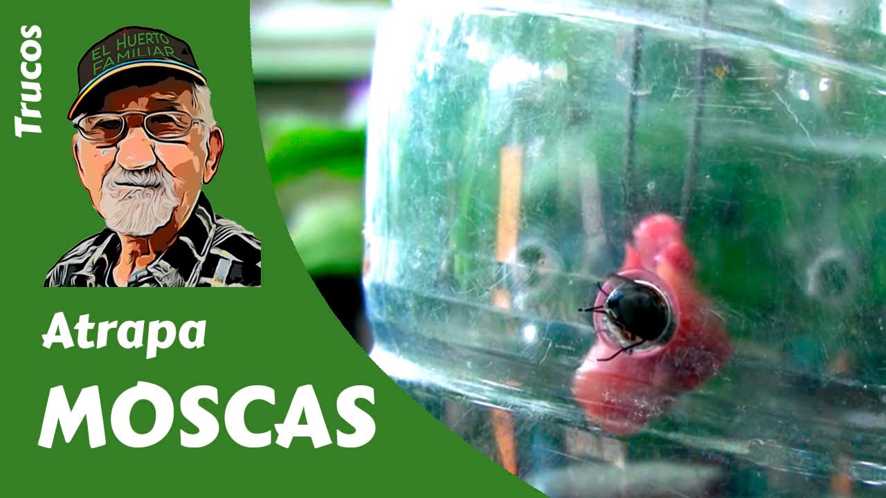 MATA MOSCAS: COMO HACER UNA TRAMPA PARA MOSCAS ECOLÓGICA