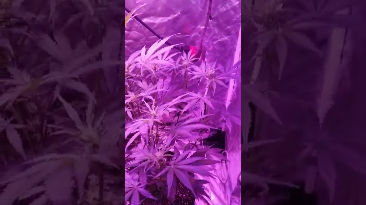AK-47 Auto Flower by crop King seeds
