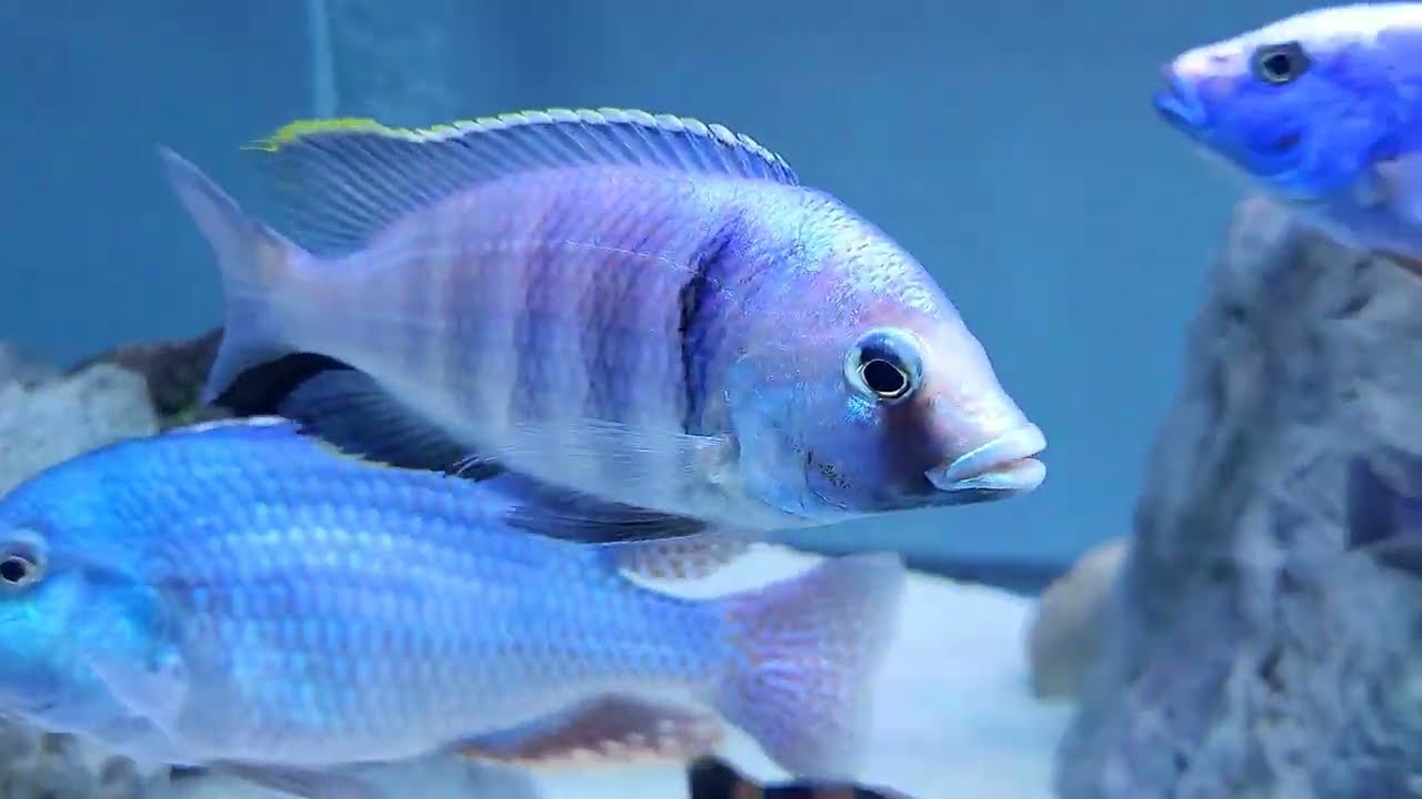 New 180 Gallon African Cichlid show tank. Peacock, Hap, Mbuna, Clown loach & Pleco's!
