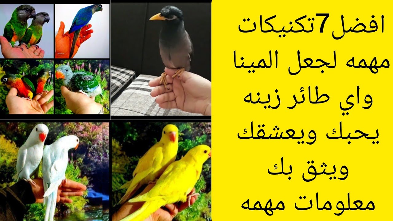 افضل 7تكنيكات مهمه لجعل طائر المينا واي طائر زينه يحبك ويعشقك معلومات مهمه،🤣🤠