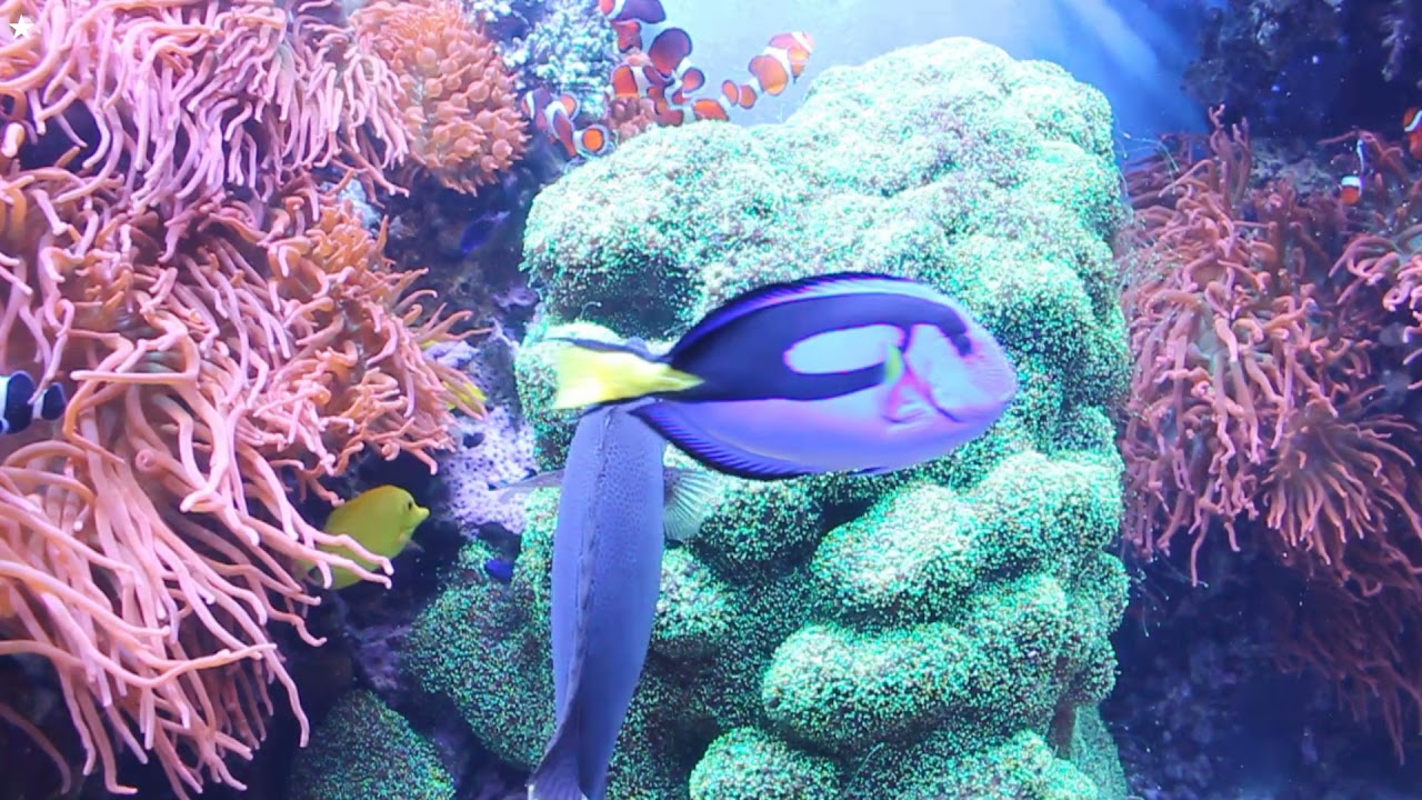 Cnidarians Video