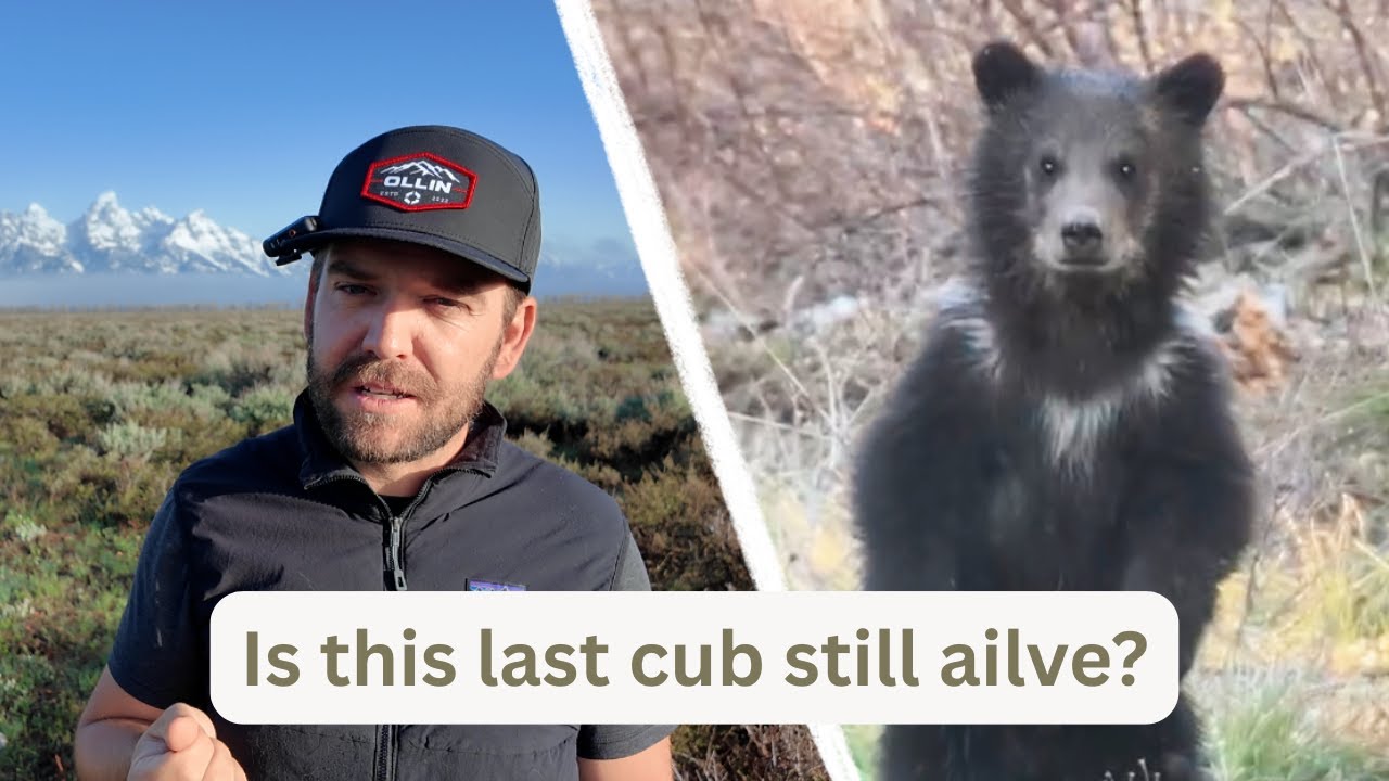 Grizzly Bear 399: Is her last cub alive?