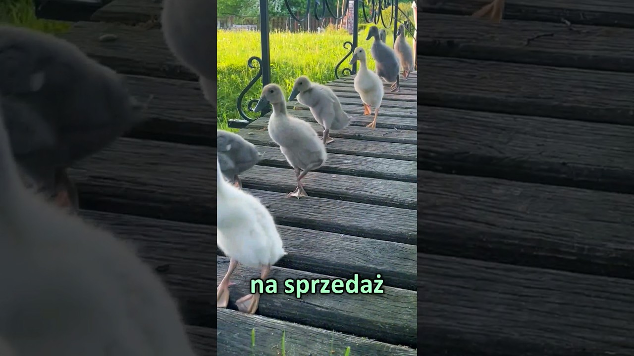 Wyhodowałem stado kaczek🐥