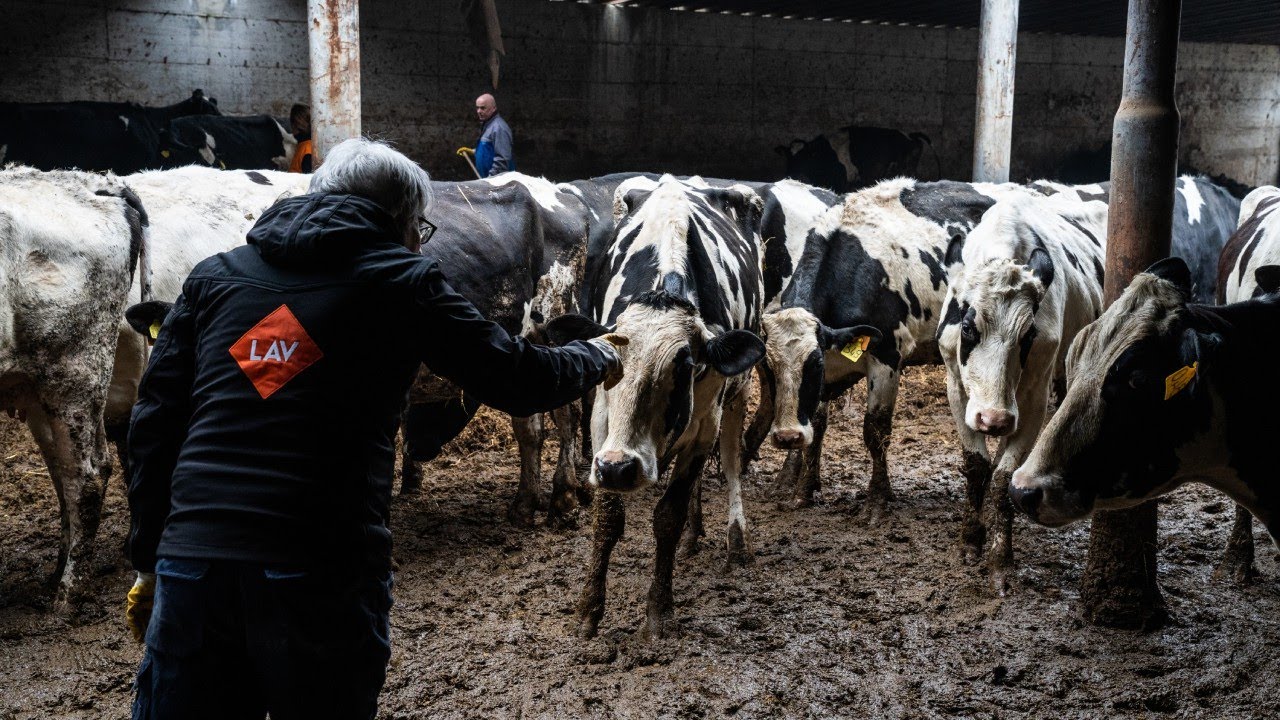 La storia a lieto fine dei bovini salvati dallo sfruttamento!