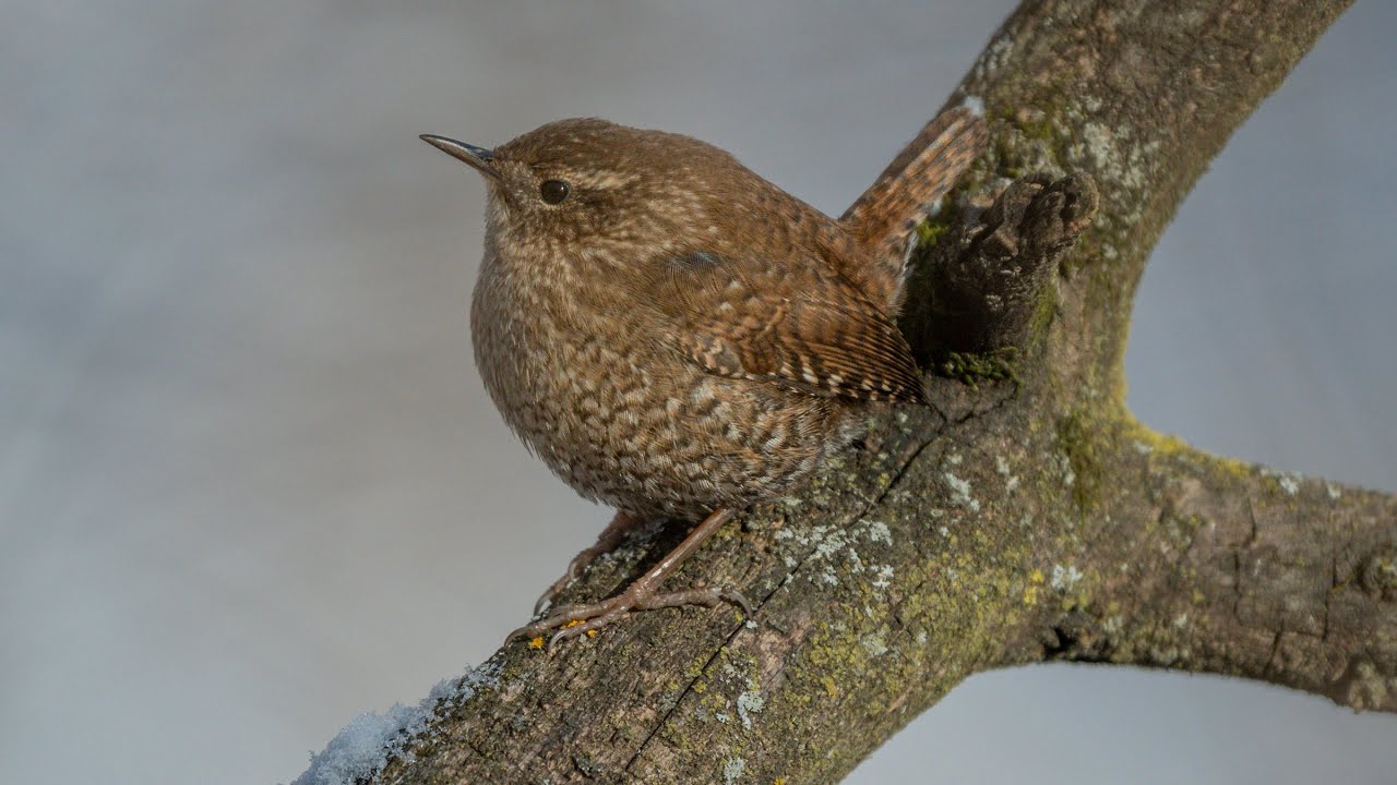 BORB of a Winter Wren