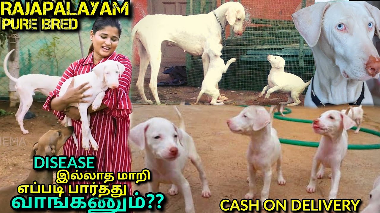 Native Dogs இராஜபாளையம் / Dog For Sales