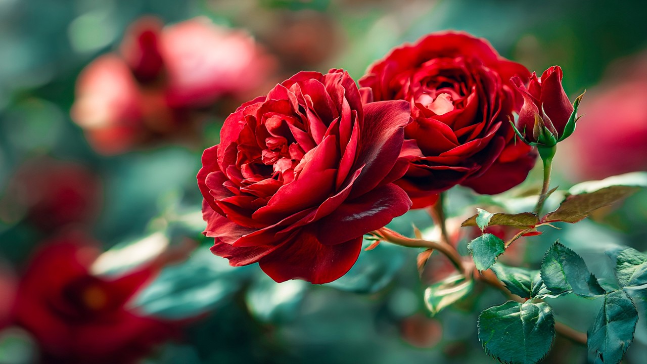 Вечная мелодия для души 🌺 Самая красивая и успокаивающая музыка в мире 🌿Музыка Сергей Гера