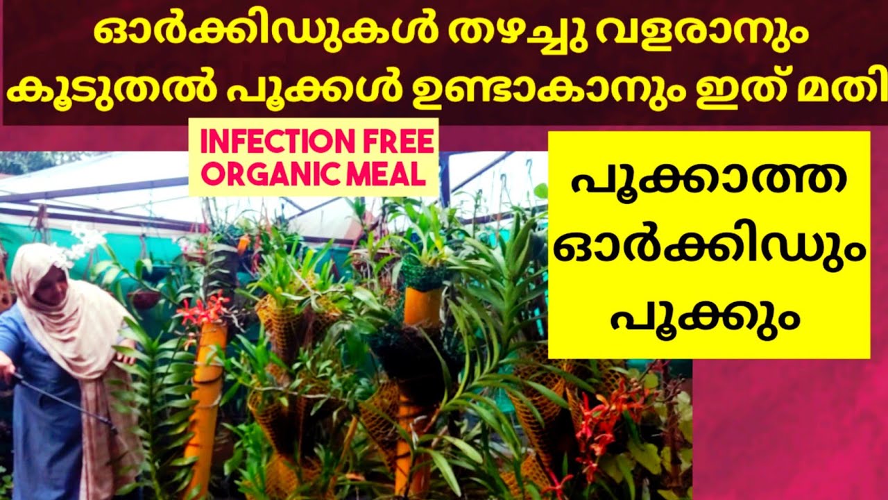 ഓർക്കിഡ് കരുത്തോടെ വളരാനും നിറയെ പൂക്കളുണ്ടാകാനും|| BEST ORGANIC FERTILIZER FOR ORCHIDS||orchid care