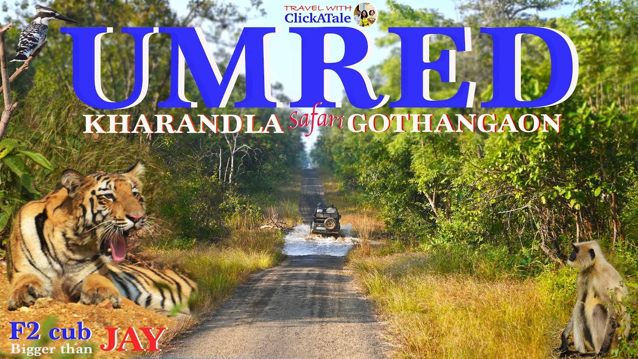 New #1 safari of Maharashtra - beats the experience of Tadoba | F2 🐅 Cubs & Dhole Sighting in UMRED