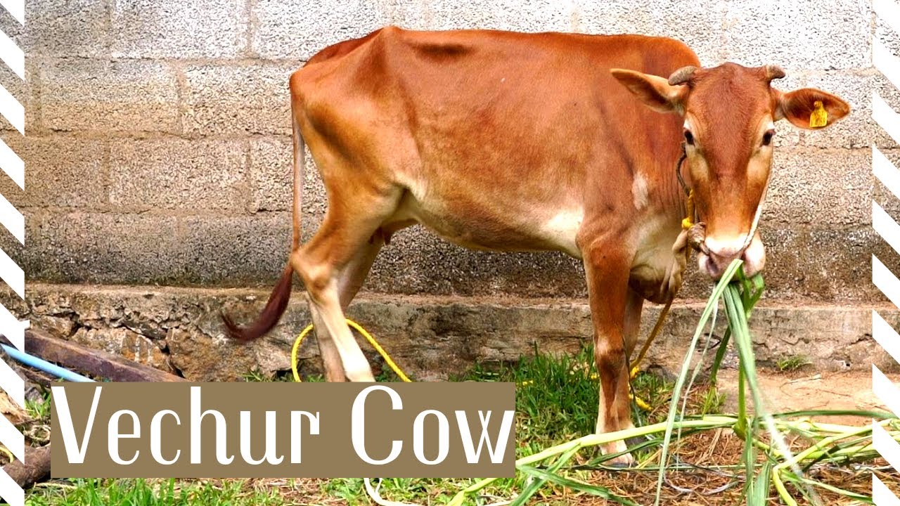 The Amazing Vechur Cow: A Small Breed with Big Benefits!