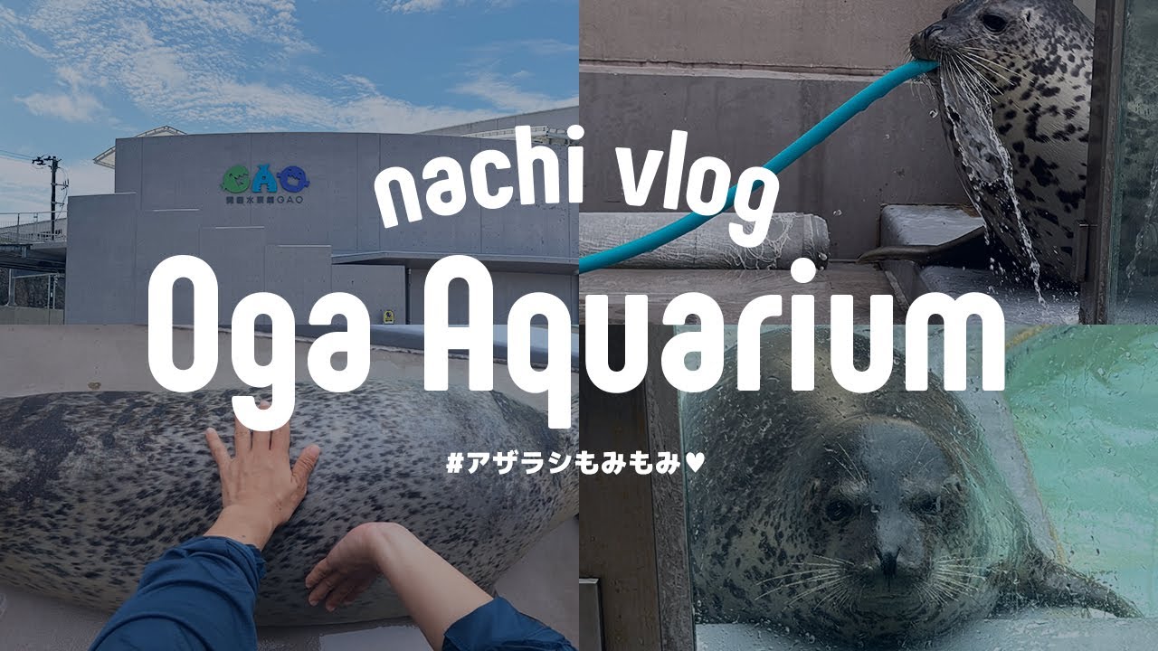 〈 夏休み限定イベント⑥ 〉2日目のアザラシタッチ / 邪魔ザラシのターボが可愛い〈 水族館巡り 〉