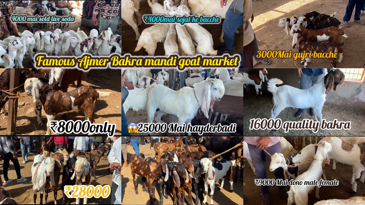 15/2/2025 AJMER BAKRA MANDI LIVE UPDATES GOAT MARKET COVER WITH PRICE RAJASTHAN BIGGEST MANDI LIVE