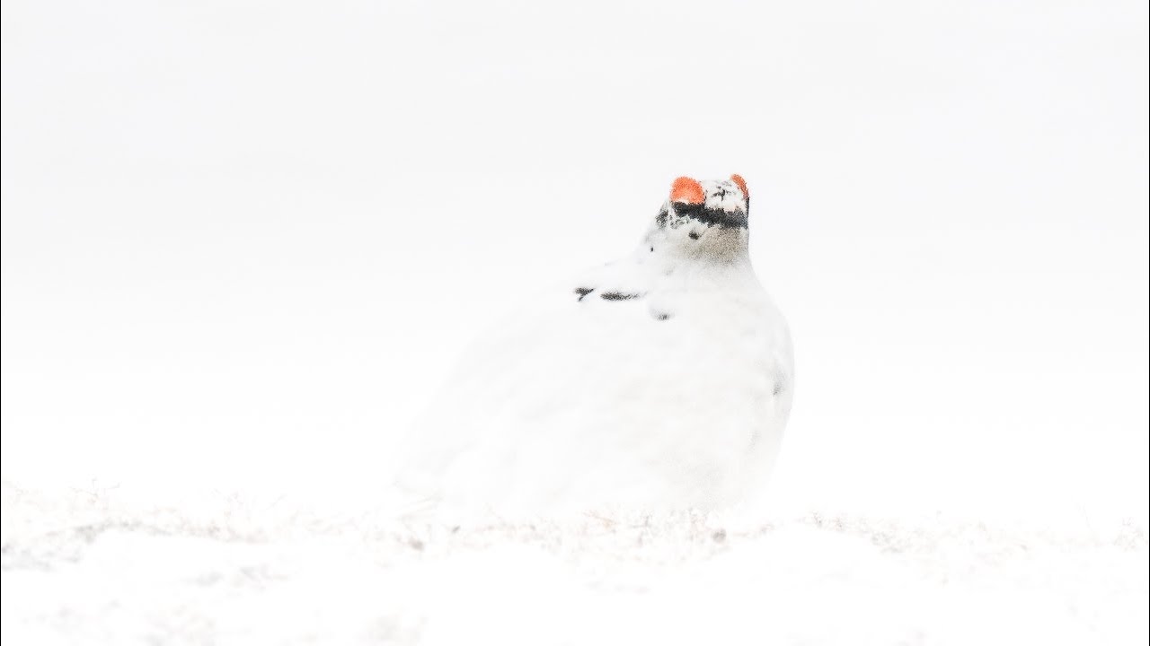 Birding Finland and Varanger 7/9 Hightlands of Varanger