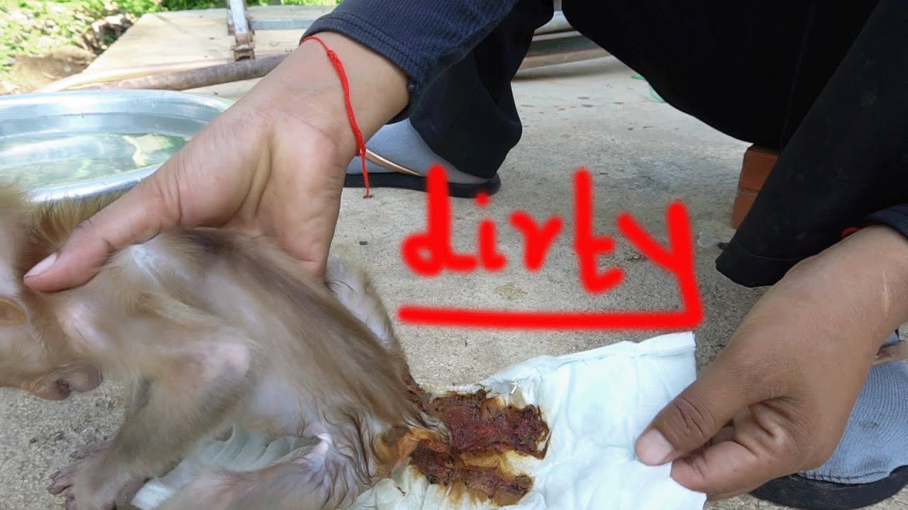 clean up dlrty diaper for baby monkey