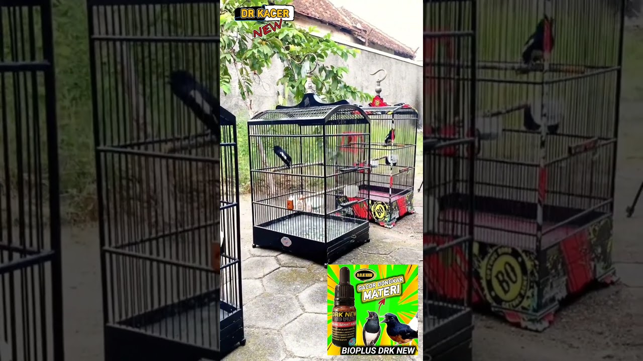 MELATIH MENTAL BURUNG KACER | D.R.KACER TERBARU