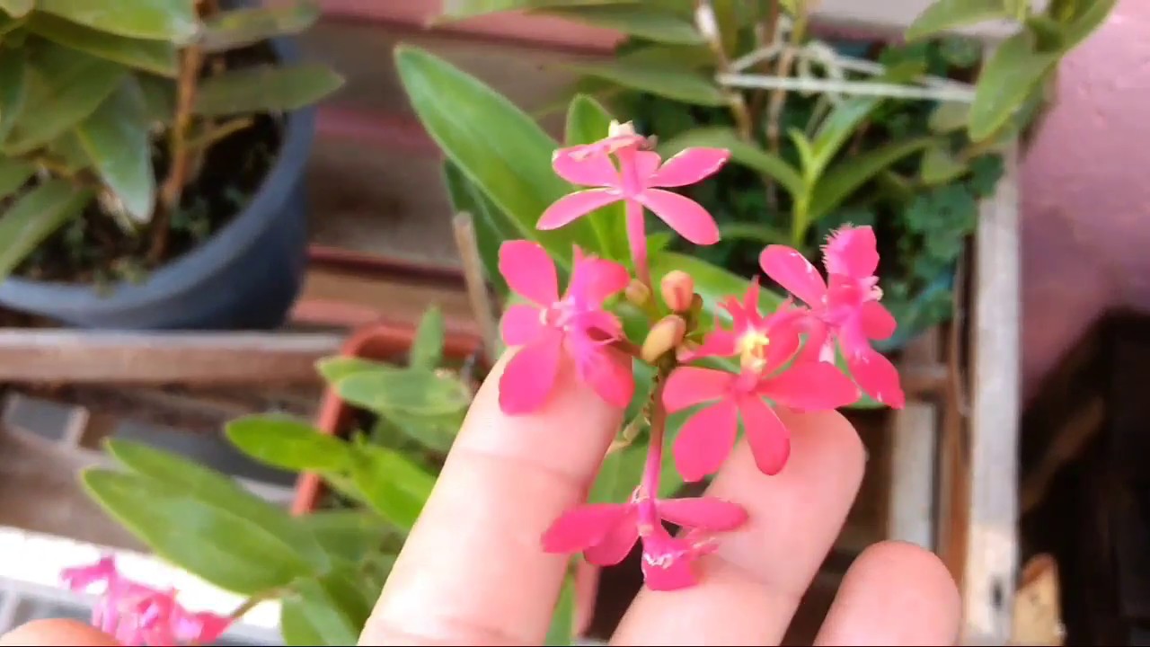 As Orquídeas que ACORDARAM da dormência