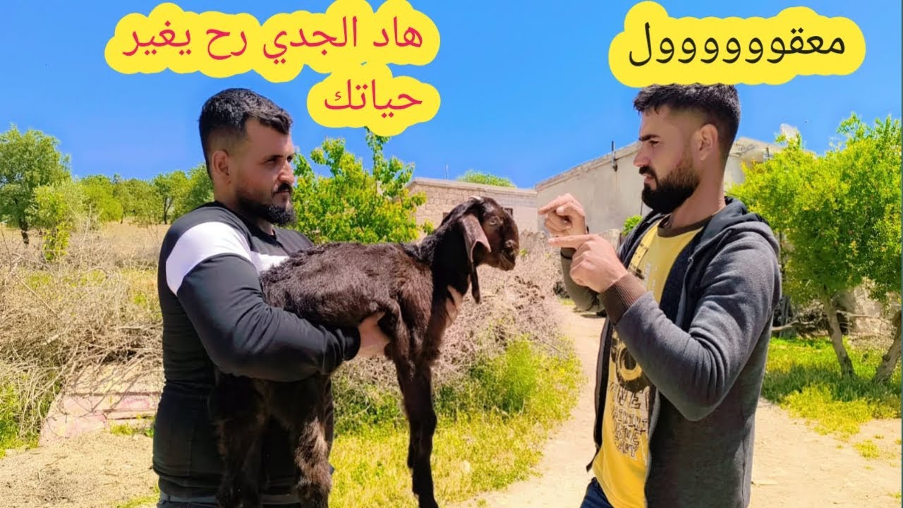 خالو راح يشتري عنزة قام اشترى جدي صغير واتغيرت حياتو الف درجة