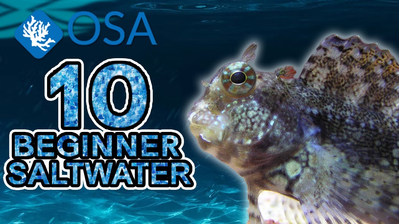 Морская собачка-водоросль — 10 видов морских рыб для начинающих