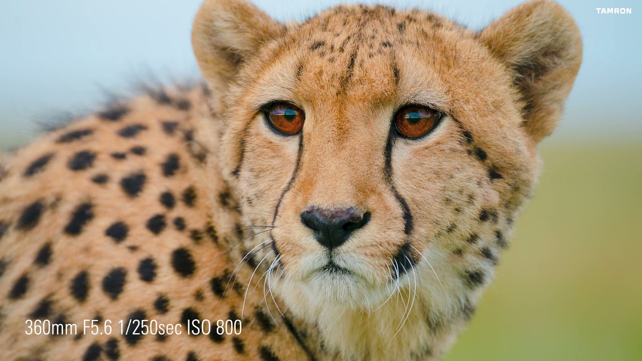 Tamron 150-500mm F5-6.7 Di III VC VXD  with Shannon Wild