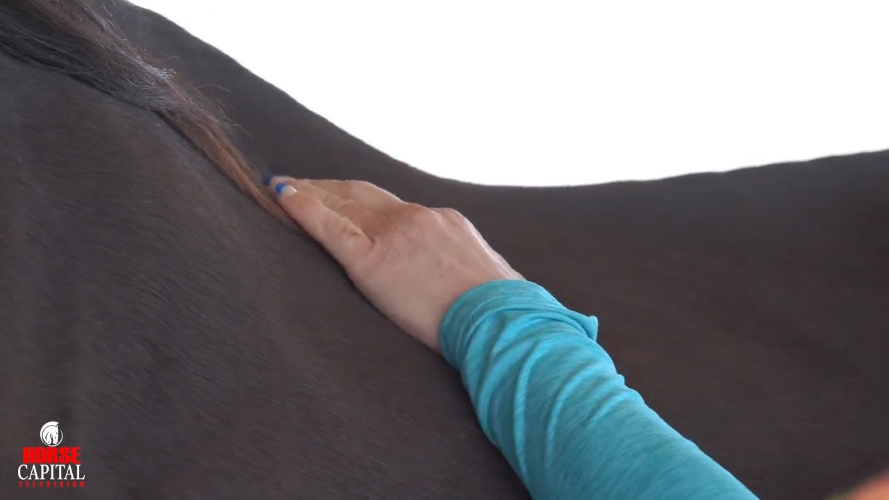 The Benefits of Equine Massage