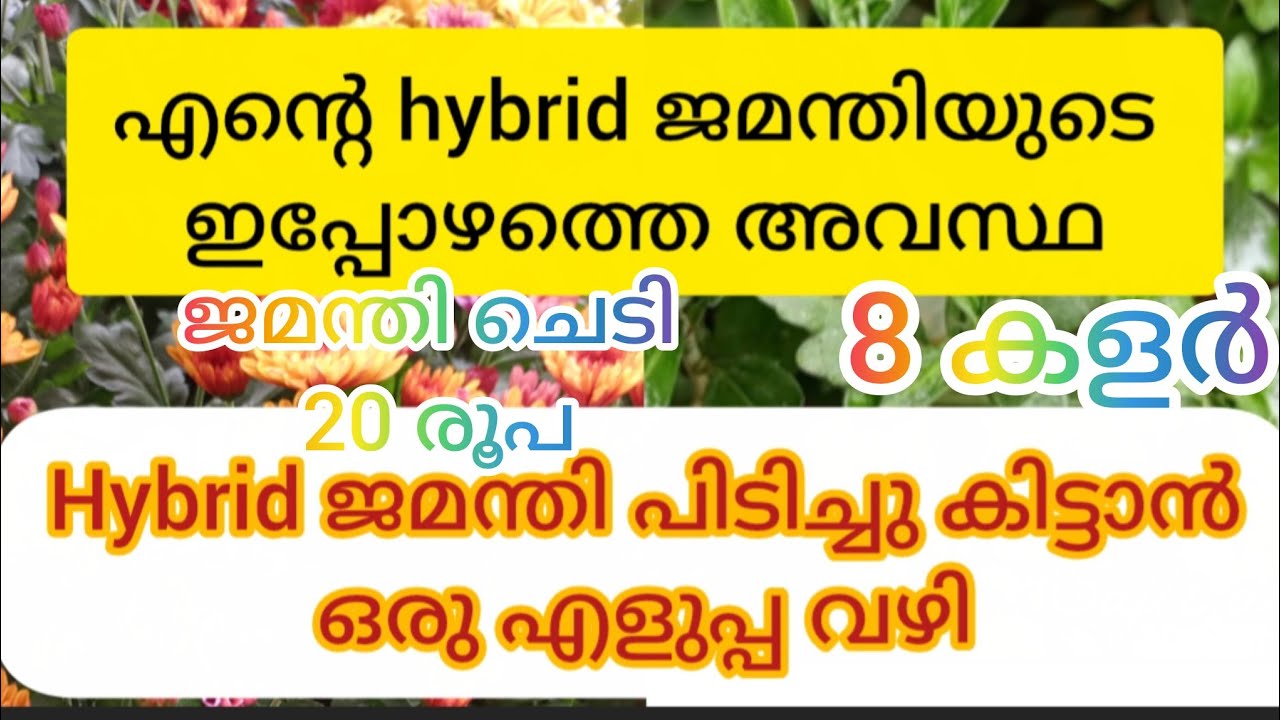 നഴ്സറി ജമന്തിചെടി പിടിച്ചുകിട്ടാൻ ഒരു എളുപ്പ വഴി#youtubevideo #salepost#jamandiplants