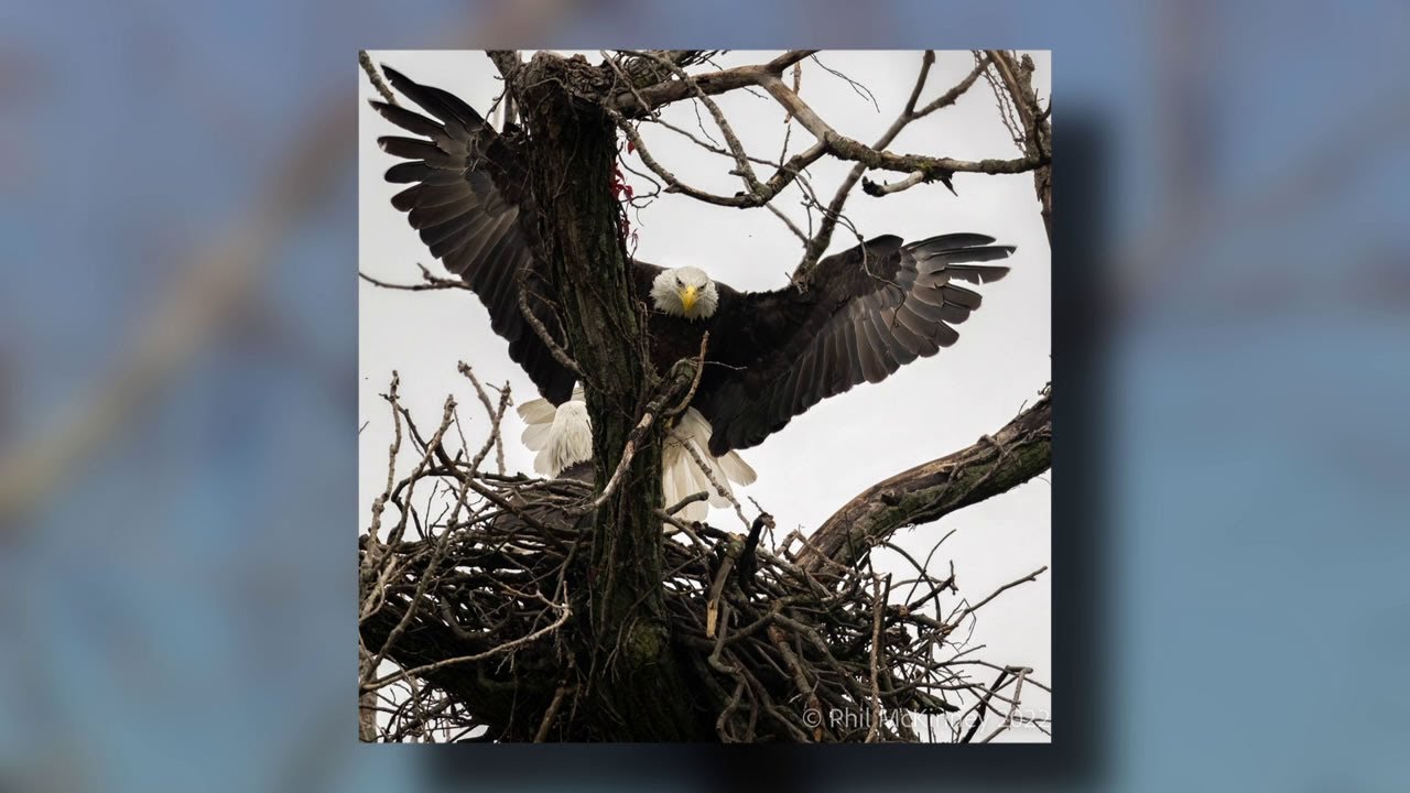 Nature photographer captures images of bald eagles at White Rock Lake