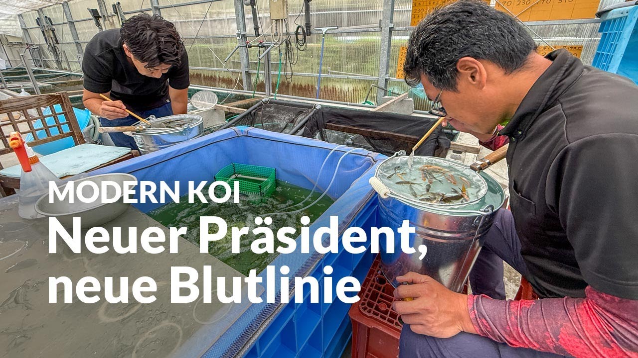 Erste Selektion Doitsu Ochiba mit neuem Präsidenten | Modern Koi Blog Japan #7673