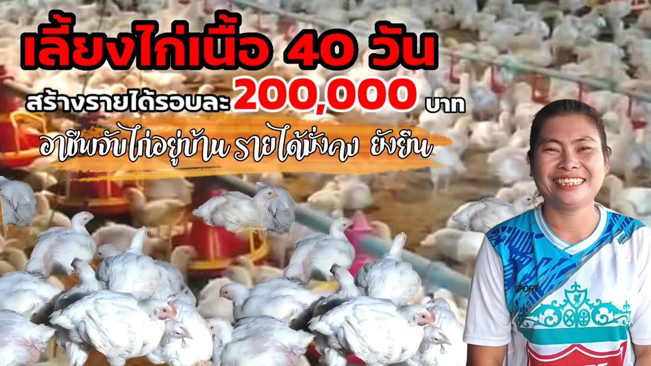 เลี้ยงไก่เนื้อ 40 วัน สร้างรายได้ รอบละ 200,000 บาท อาชีพที่มั่นคงและยั่งยืน