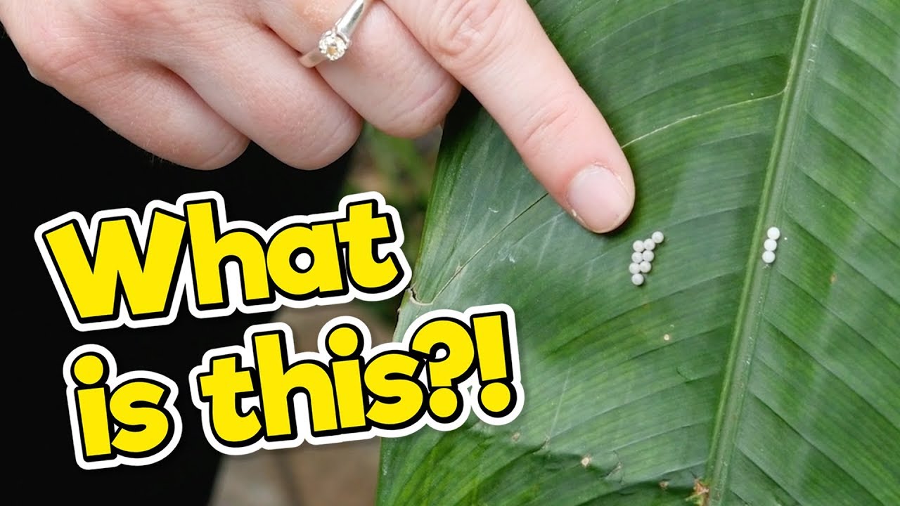 Butterflies Everywhere! | Caitie's Classroom Field Trip | See A Butterfly Emerge From A Chrysalis!